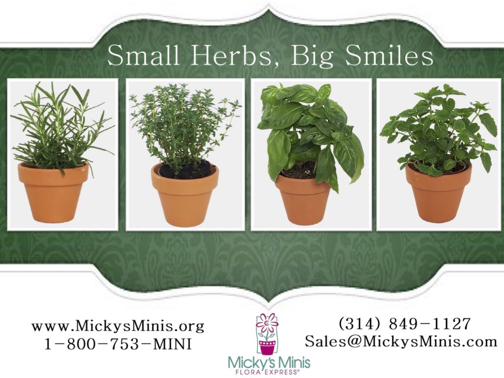 small herbs big flavor 1024x768