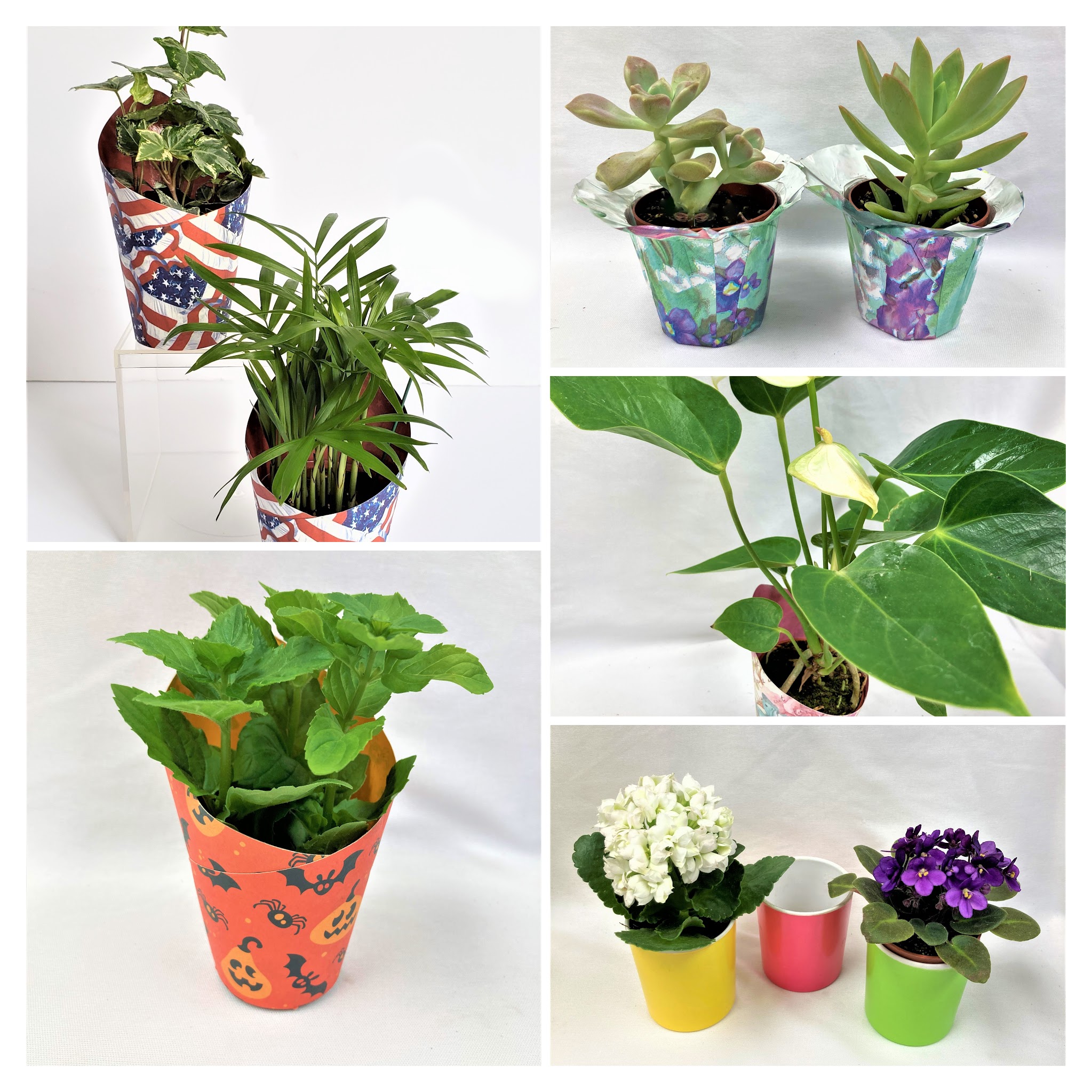 Wrap, Plastic Pots & Pots Covers